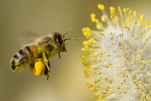 Giải mã ý nghĩa giấc mơ thấy ong là điềm báo gì?