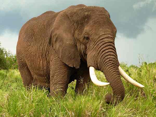 Con voi số mấy - Ý nghĩa của giấc mơ thấy con voi là gì